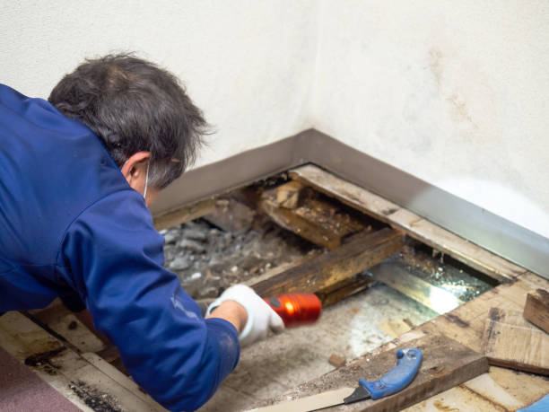 Best HVAC Mold Remediation in Forsgate, NJ