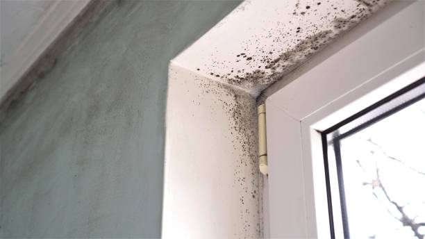 Best Mold Testing and Inspection Services in Forsgate, NJ