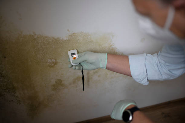 Best Commercial Mold Remediation in Forsgate, NJ